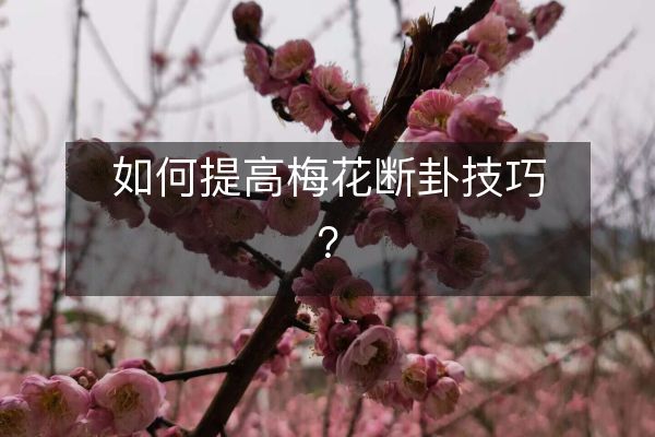 如何提高梅花断卦技巧？