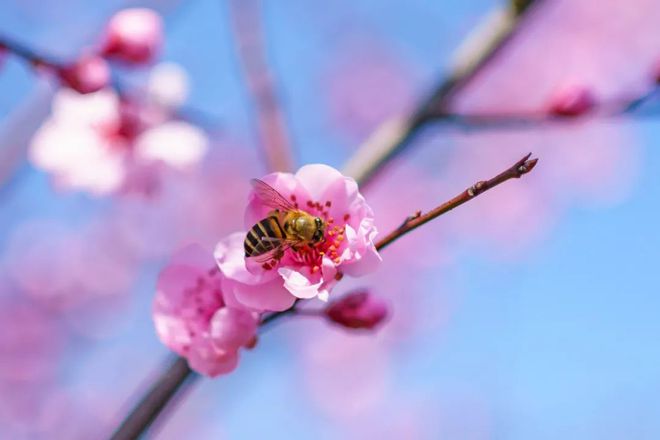 梅花易数时间卦的计算方法与应用解析